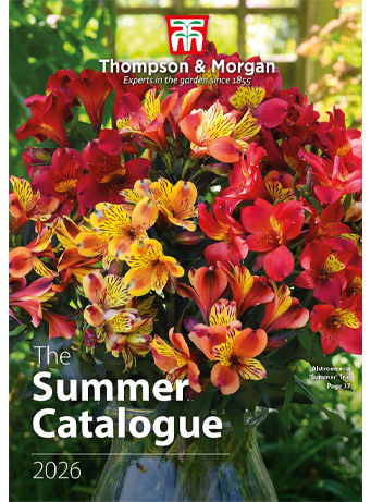 Summer Catalogue 2026